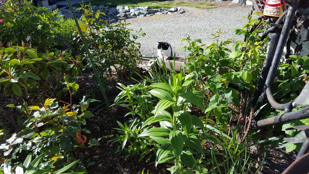 Marie Therese Apartment B&B Lake Tekapo Exterior photo